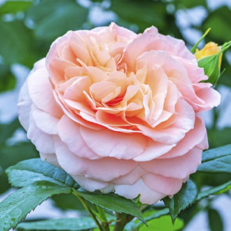 Rózsa floribunda Duchess of Cornwall kép 1