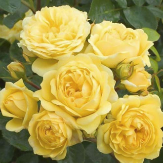 Rózsa floribunda Golden Border kép 2