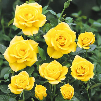 Rózsa floribunda Golden Wedding kép 6