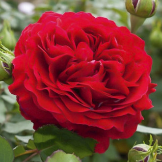 Rózsa floribunda Kronborg kép 4