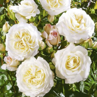 Rózsa floribunda Ledreborg kép 6