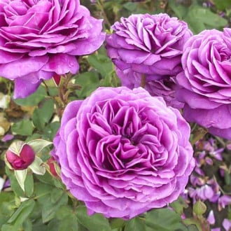 Rózsa floribunda Old Port kép 1