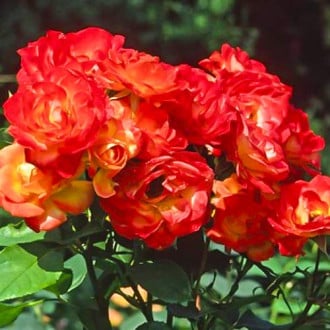Rózsa floribunda Pigalle 85 kép 2