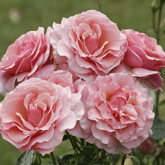 Rózsa floribunda Poesie kép 1