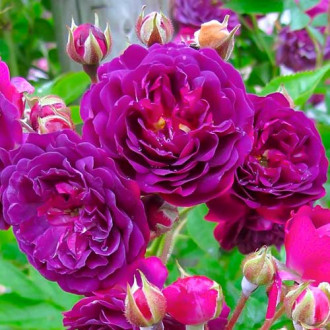 Rózsa floribunda Violet kép 4