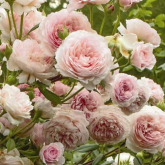 Rózsa floribunda William Morris kép 3