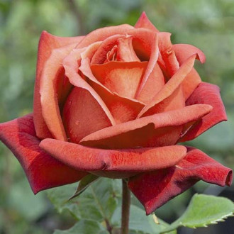 Rózsa teahibrid Terracotta kép 6