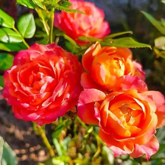 Rózsák Briosa kép 3