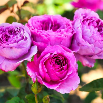 Rózsák floribunda Adore Aroma ®, C3 kép 1