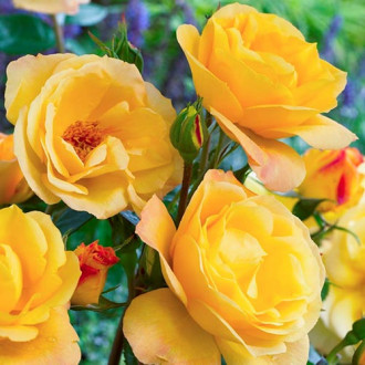 Rózsák floribunda Arthur Bell kép 1