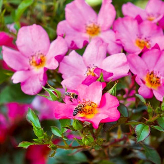 Rózsák floribunda Barbi Mella ®, C3 kép 1