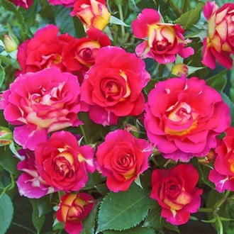 Rózsák floribunda Brera® kép 3