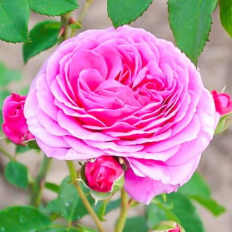Rózsák floribunda Frayla Miarija kép 4