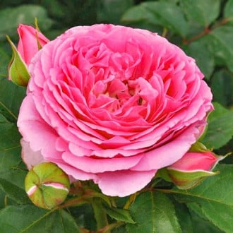 Rózsák floribunda Frayla Mileva kép 6