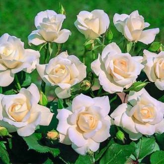 Rózsák floribunda Iceberg ®, C5 kép 6