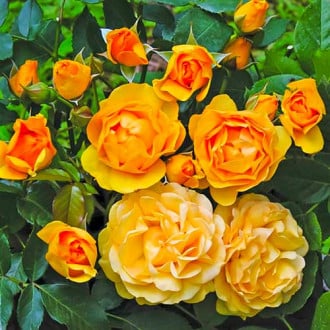 Rózsák floribunda Julia Child® kép 2