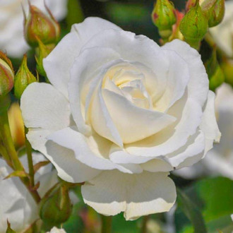 Rózsák floribunda Kristall Perle kép 6