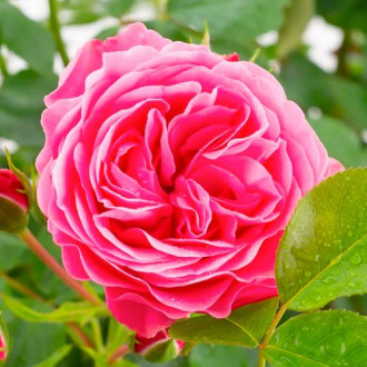 Rózsák floribunda Leonardo da Vinci kép 6