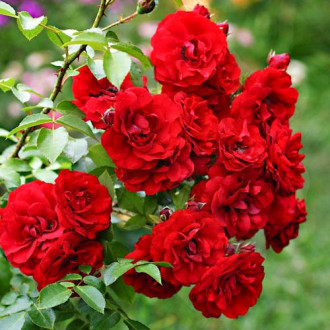 Rózsák floribunda Little Buckaroo kép 5