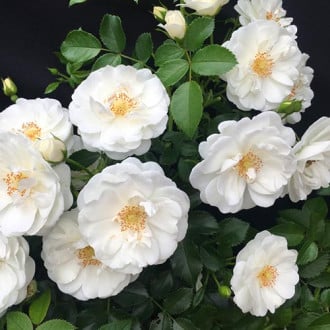 Rózsák floribunda Milly Winter Jewel kép 4