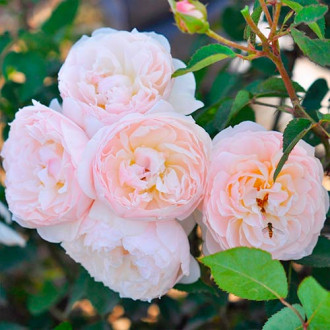 Rózsák floribunda Natural Aroma ®, C3 kép 1