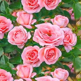 Rózsák floribunda Perfume Fashion kép 2
