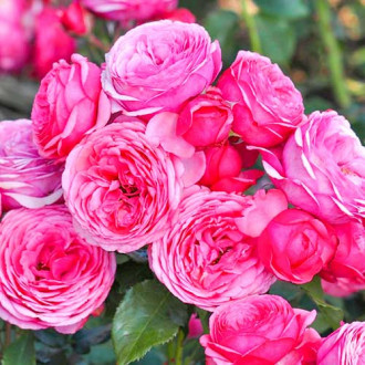 Rózsák floribunda Pink Vaza kép 5
