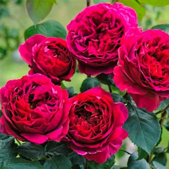 Rózsák floribunda Pure Aroma kép 1