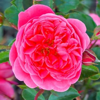 Rózsák floribunda Raspberry kép 5