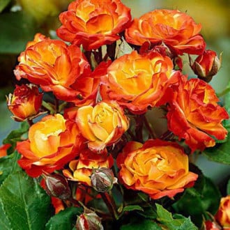 Rózsák floribunda Rumba kép 5