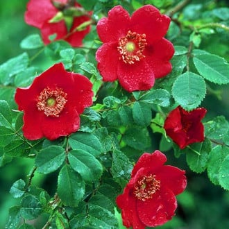 Rózsák floribunda Scarlet Winter Jewel kép 3