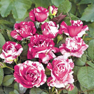 Rózsa floribunda Scentimental®, C5 kép 4