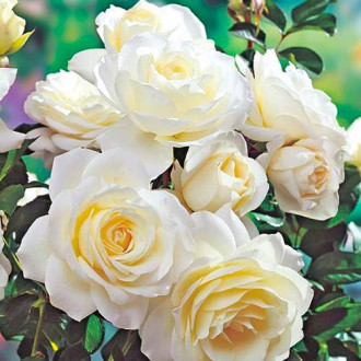 Rózsák floribunda White kép 5