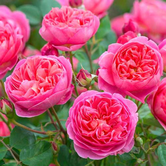 English Rose Boscobel®, C5 kép 2