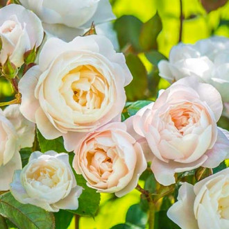 English Rose Desdemona®, C5 kép 3