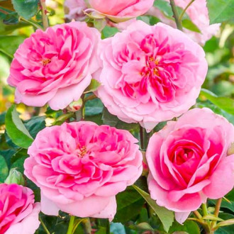 Rózsák futó Gertrude Jekyll® kép 1