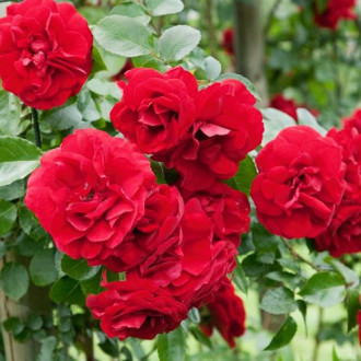 Rózsák Raspberry Royale kép 3