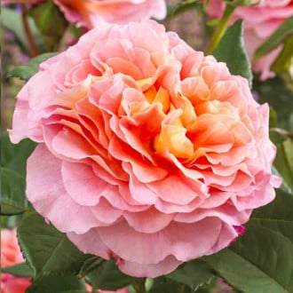 Rózsák teahibrid Augusta Luise kép 6