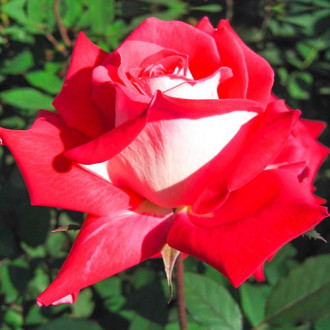 Rózsák teahibrid Bicolette kép 6