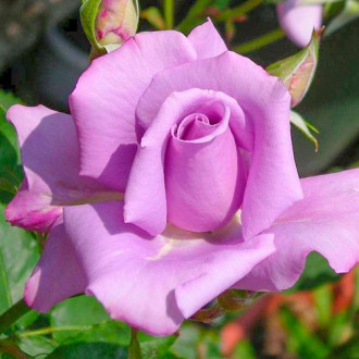 Rózsák teahibrid Blue & Violet kép 3