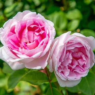 Rózsák teahibrid Dolce Luna® kép 5