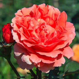 Rózsák teahibrid Etrusca® kép 6