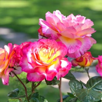 Rózsák teahibrid Gorgeous kép 4