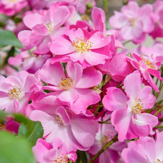 Rózsák teahibrid Lavander Dream® kép 6