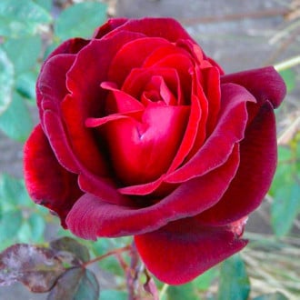 Rózsák teahibrid Marina Marini® kép 6