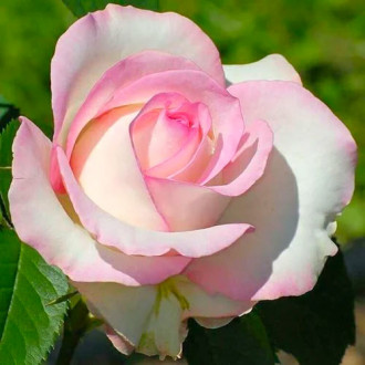 Rózsák teahibrid White & Pink kép 6