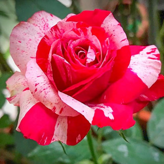 Rózsák teahibrid White & Red kép 2