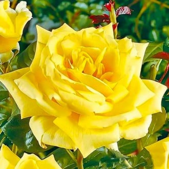 Rózsák teahibrid Yellow kép 3