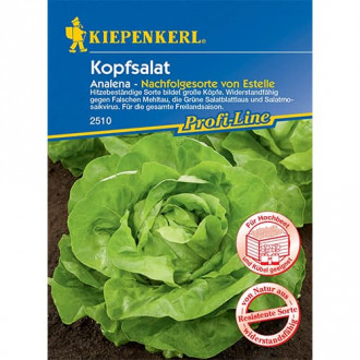 Saláta zöld Analena kép 6