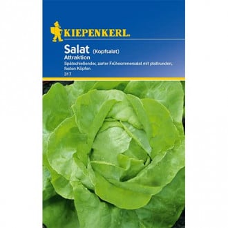 Saláta zöld Attraktion kép 1